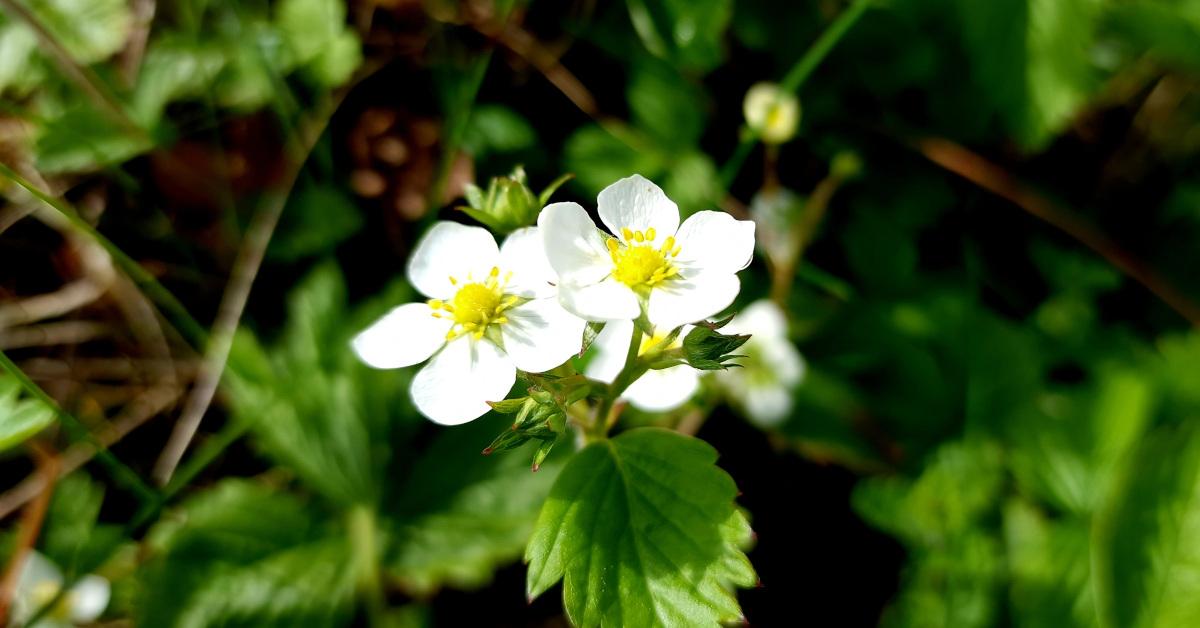  An tSú Talún Fhiáin Fragaria vesca