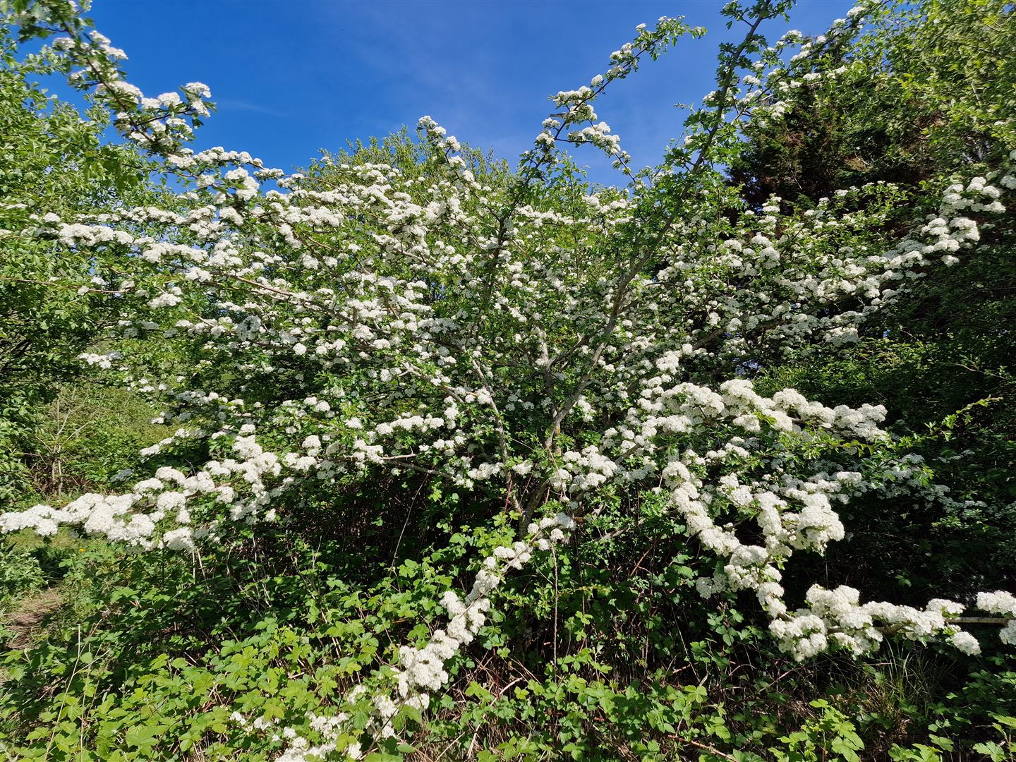 An Sceach Gheal