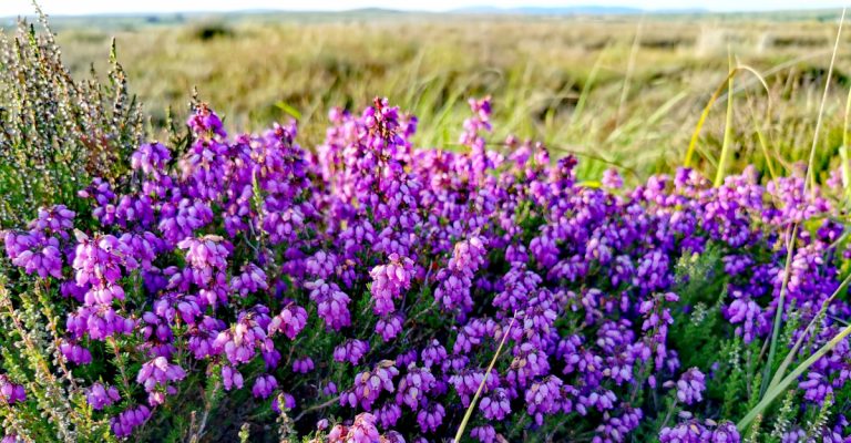  An Fraoch Cloigíneach Erica cinerea