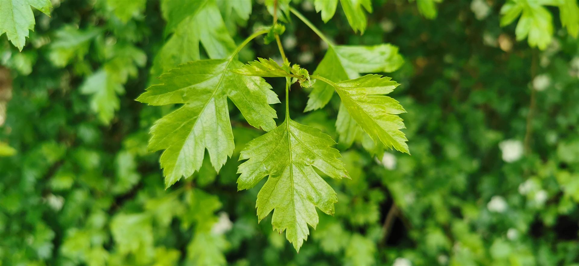 An Sceach Gheal