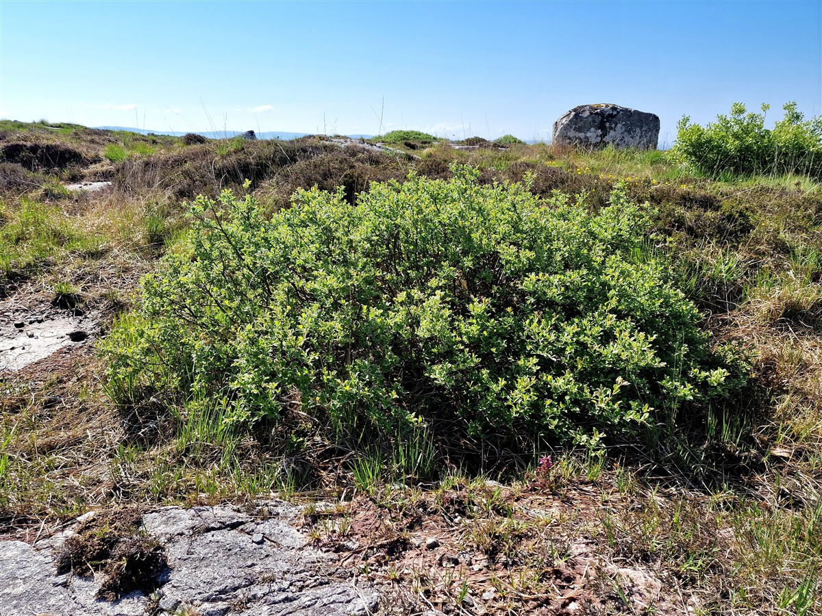 An Crann Sníofa
