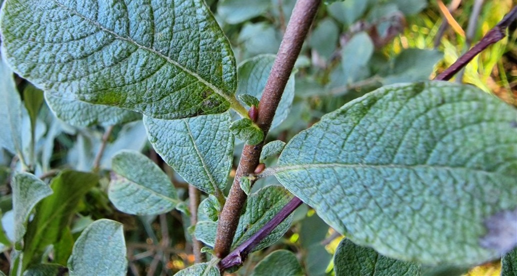An Crann Sníofa