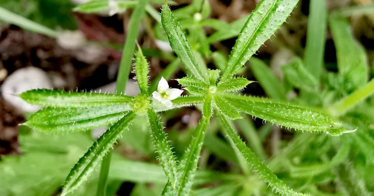  An Garbhlus Galium aparine