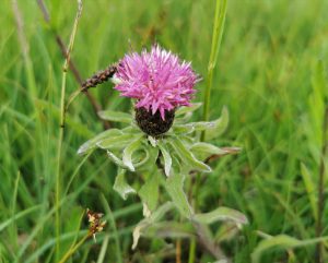 Centaurea nigra