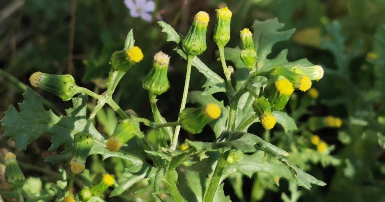  An Grúnlas Senecio vulgaris