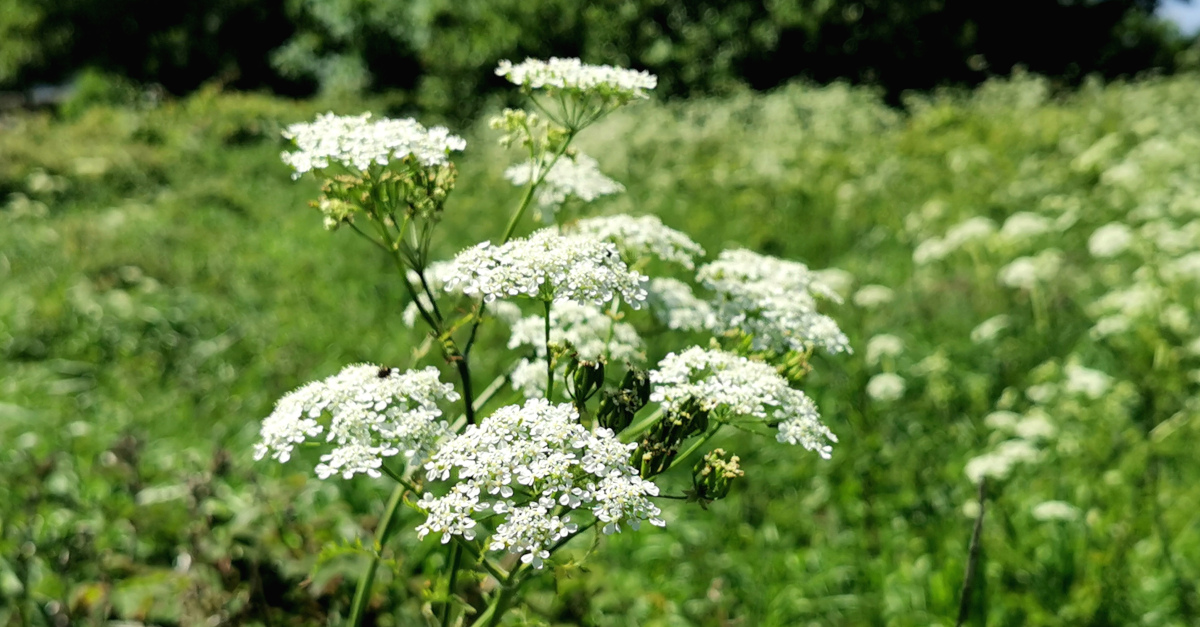  An Pheirsil Bhó Anthriscus sylvestris