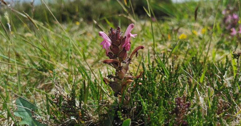  Lus an Ghiolla Pedicularis sylvatica spp. hibernica