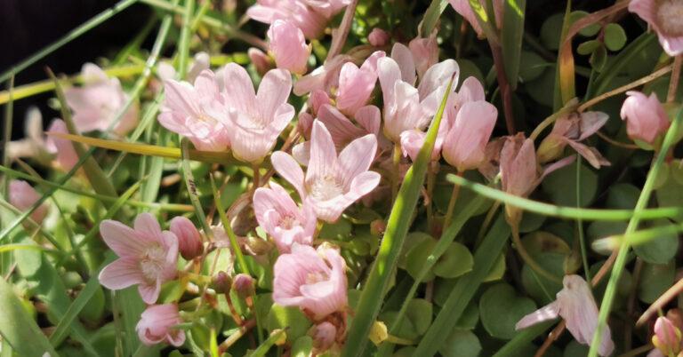 An Falcaire Corraigh Lysimachia tenella