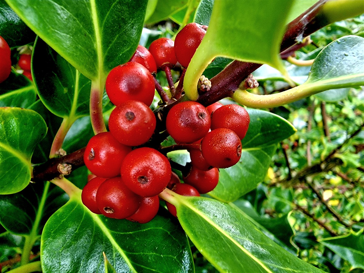 An Cuileann