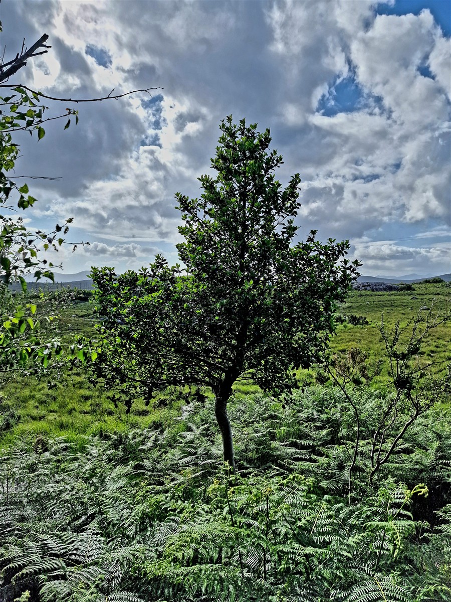 An Cuileann