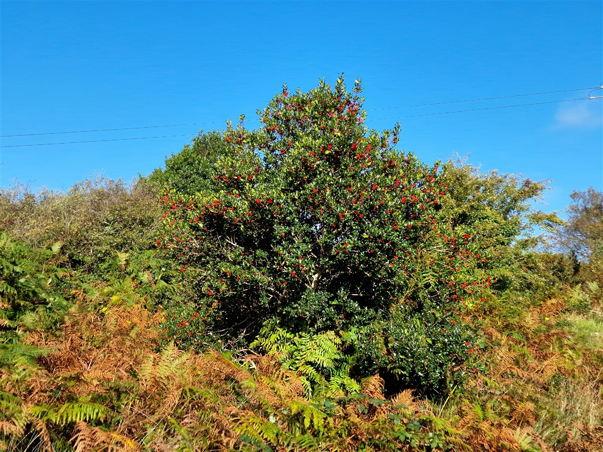 An Cuileann