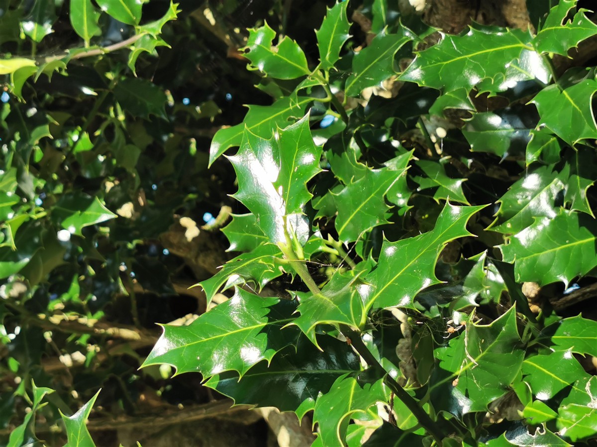 An Cuileann