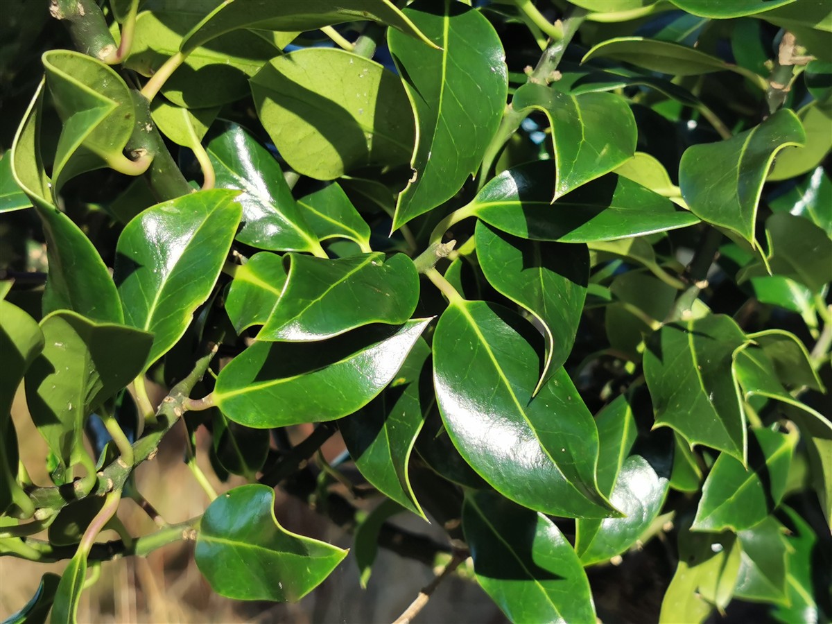 An Cuileann