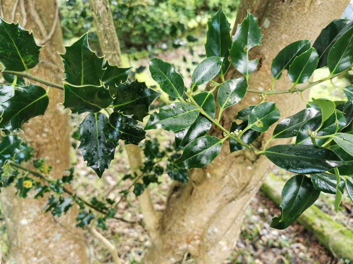 An Cuileann