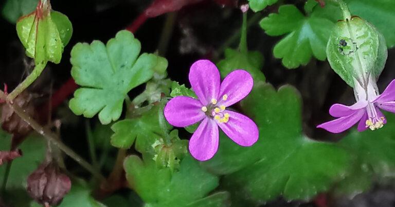  An Crobh Geal Geranium lucidum