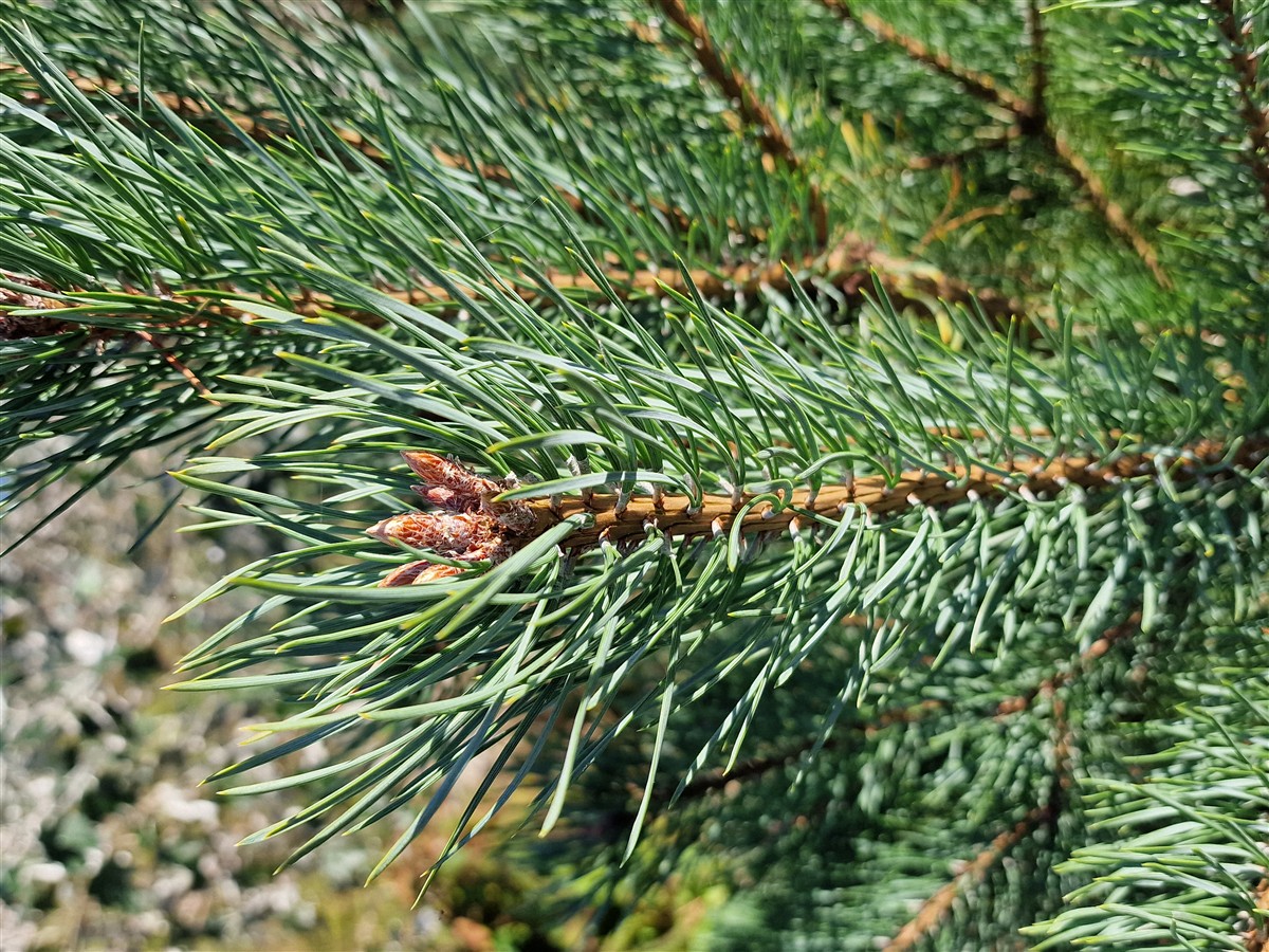 An Péine Albanach