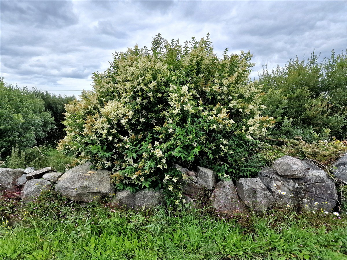 An Pribhéad Calafoirniach