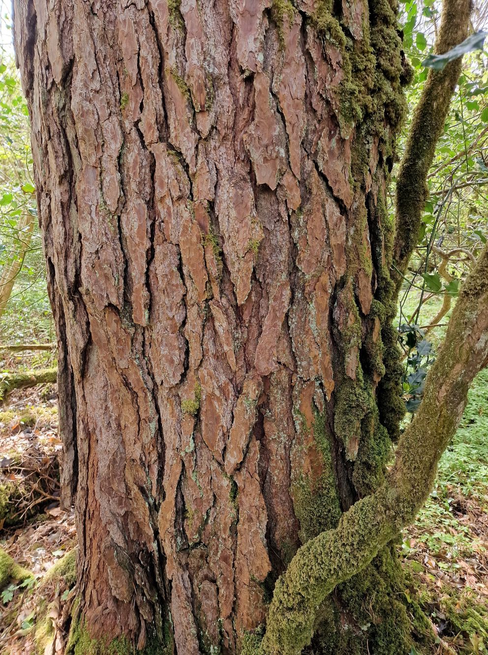 An Péine Albanach
