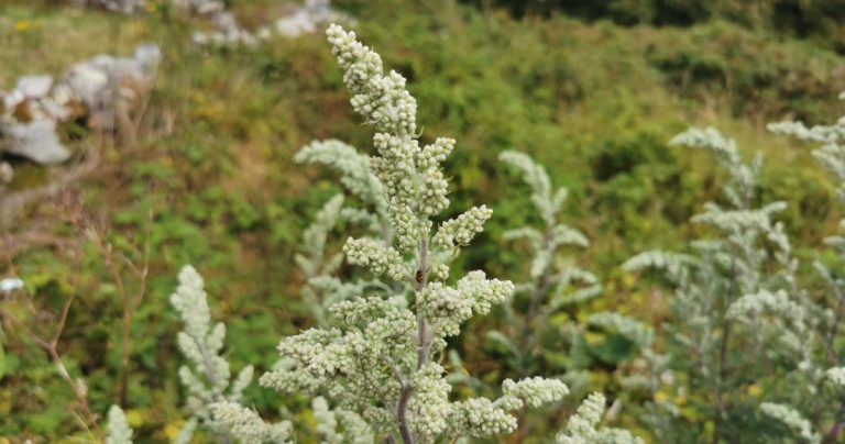  An Mongach Meisce Artemisia vulgaris