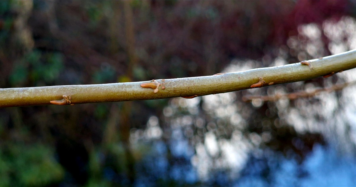 An Saighleánach