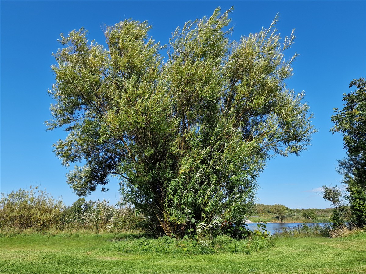 An Saighleánach