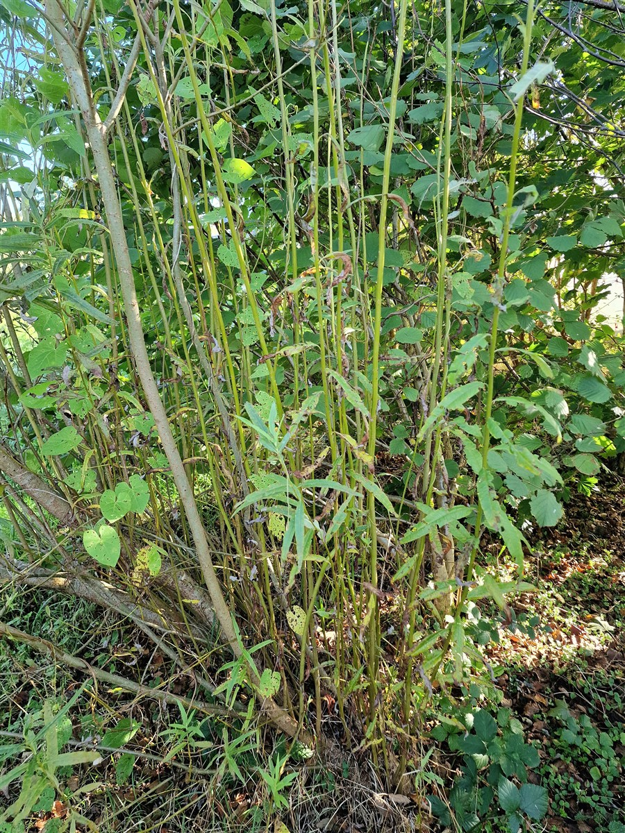 An Saighleánach
