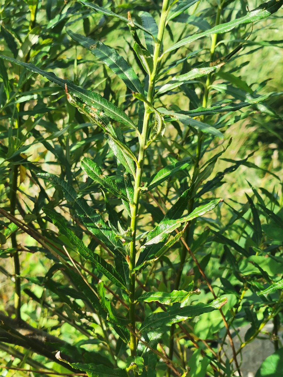 An Saighleánach