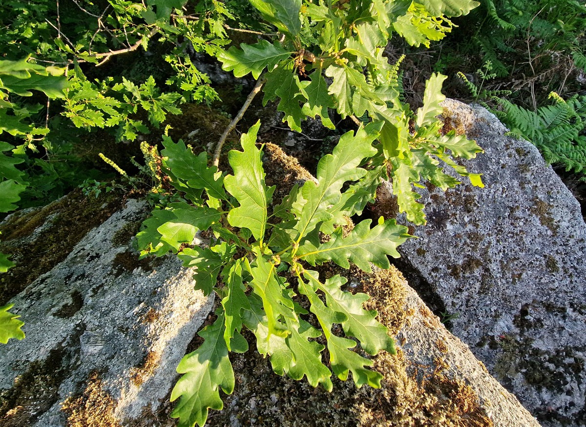An Dair Ghaelach