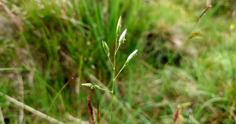  Féar Caoráin Danthonia decumbens