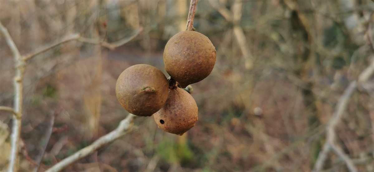 An Dair Ghaelach