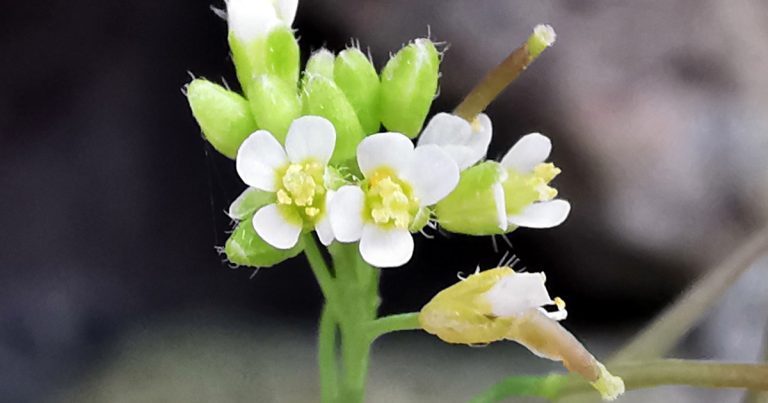  An Tailís Arabidopsis thaliana