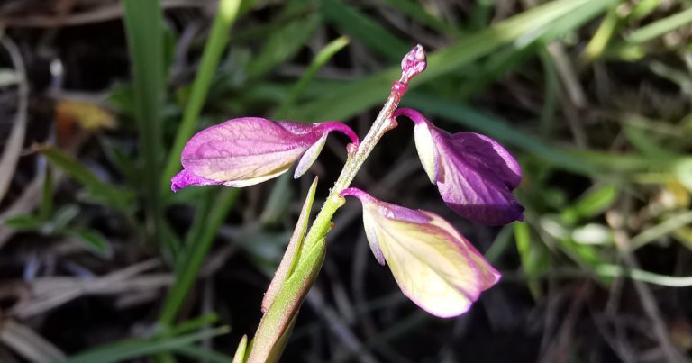  Lus an Bhainne Polygala vulgaris