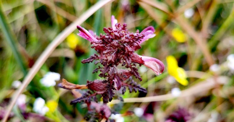  An Milseán Móna Pedicularis palustris
