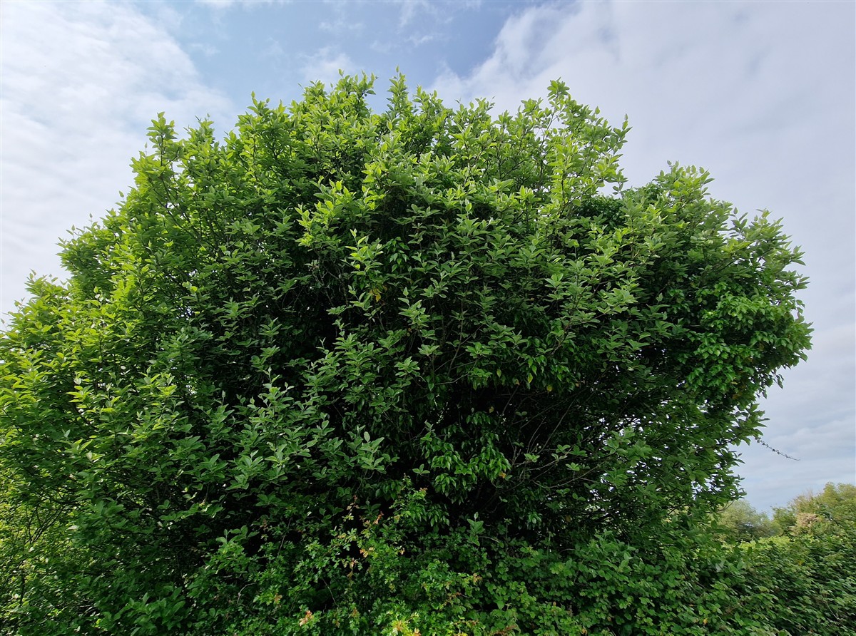 An Fionncholl Coiteann