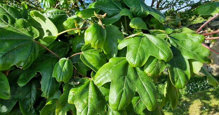  An Mhailp Acer campestre