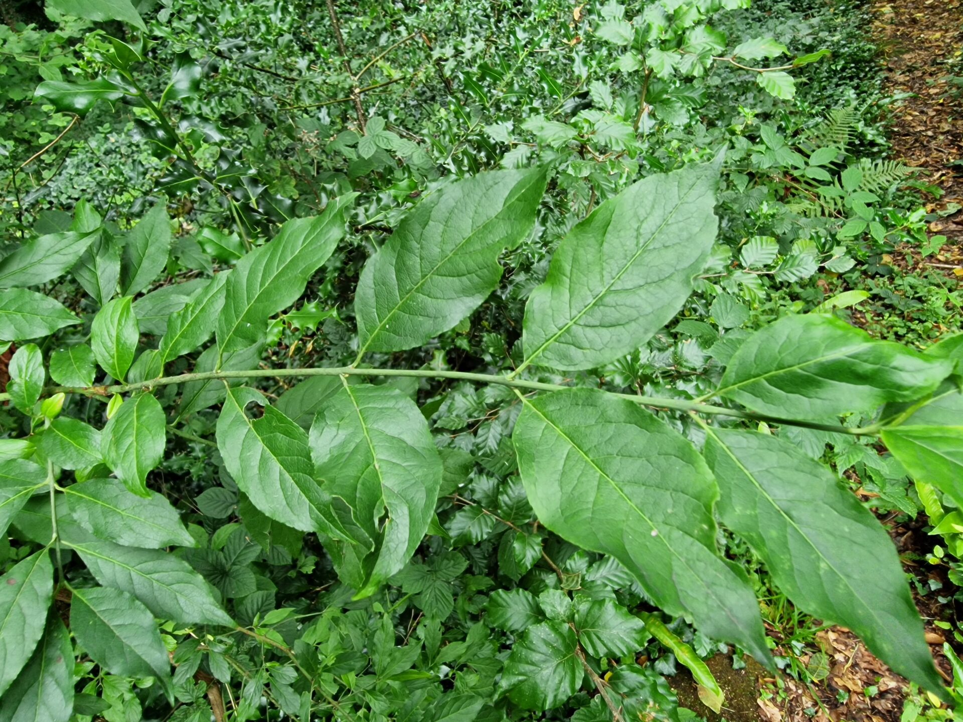 An Feoras