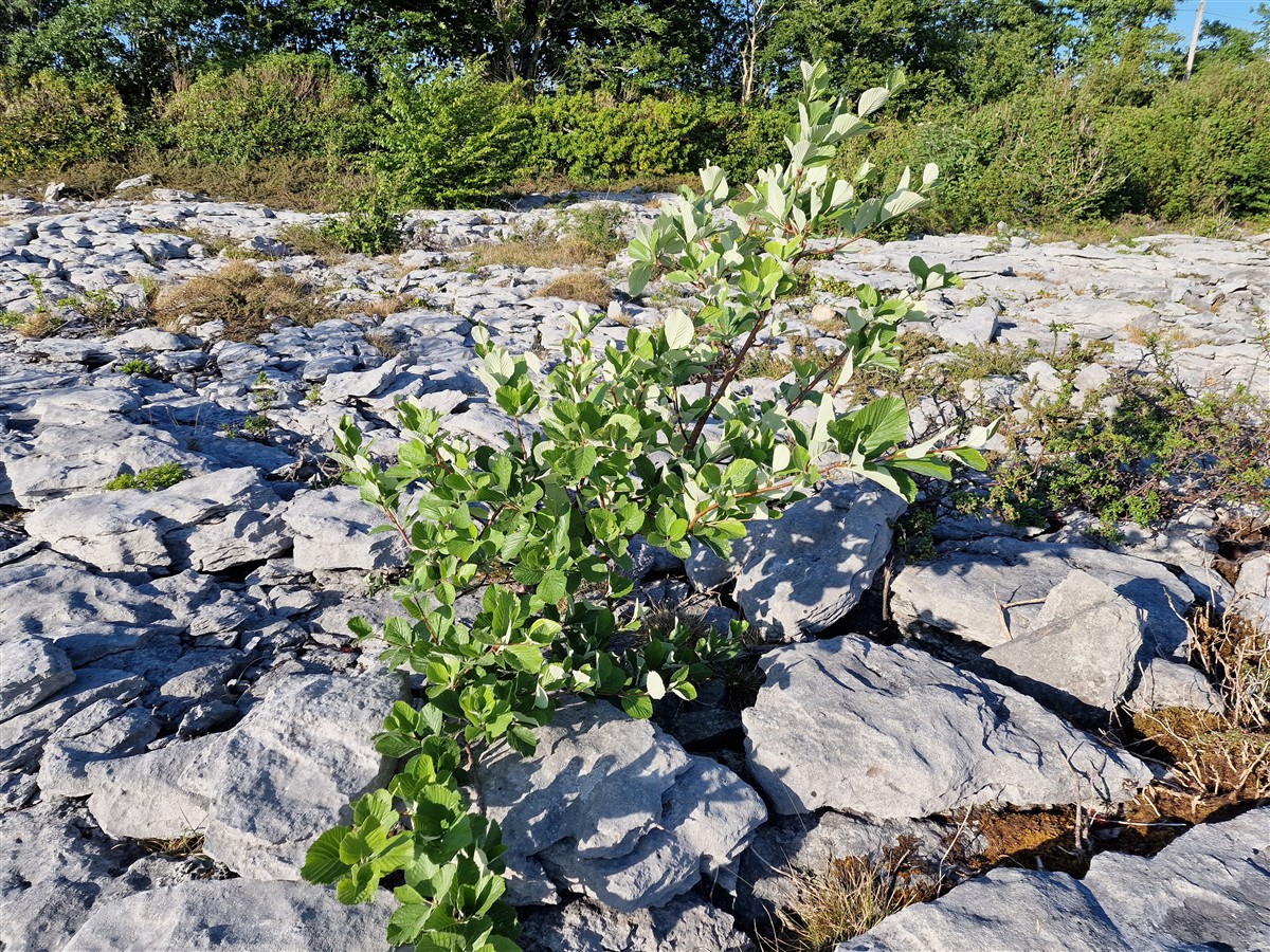 An Fionncholl Coiteann