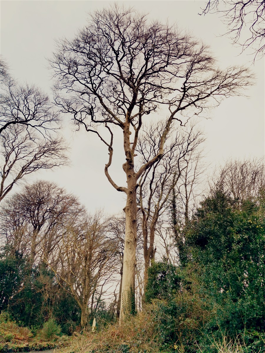 An Fheá
