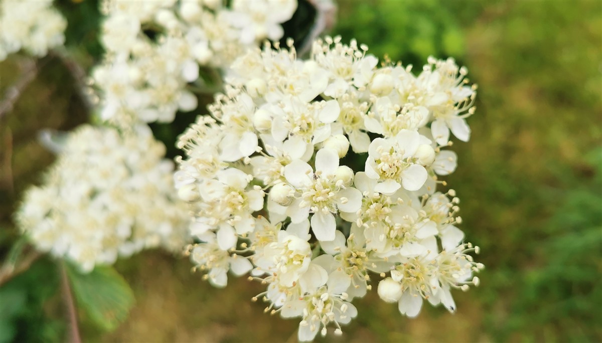 An Fionncholl Coiteann
