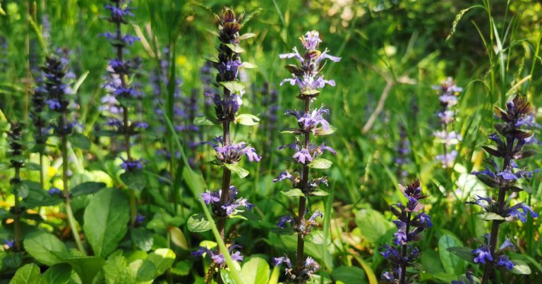  An Ghlasair Choille Ajuga reptans
