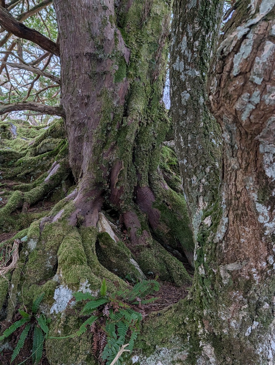 An tIúr