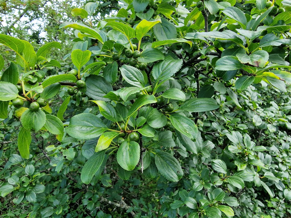 An Paide Bréan