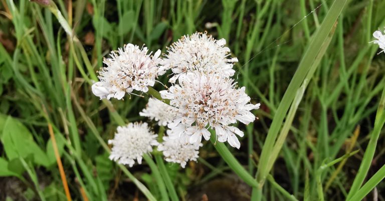  An Dáthabha Giolcaí Oenanthe fistulosa
