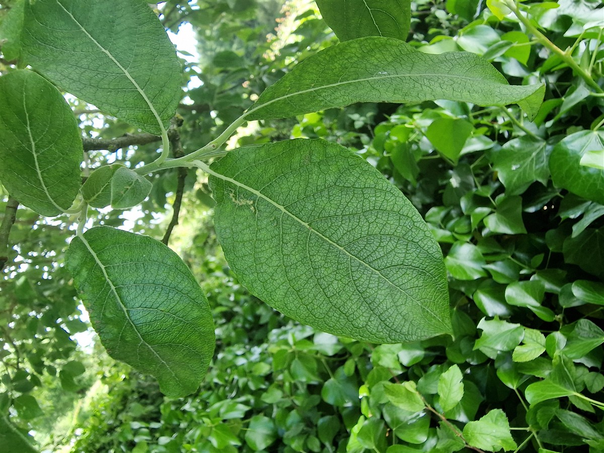 An tSailchearnach
