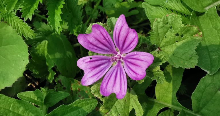  Lus na Meall Muire Malva sylvestris