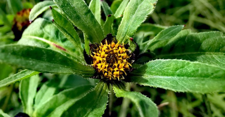  An Scothóg Leathan Bidens tripartita