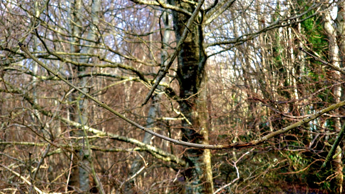 An Fhuinseog