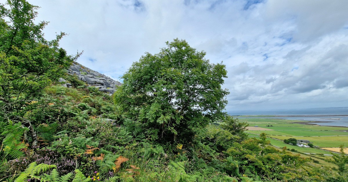 An Fhuinseog