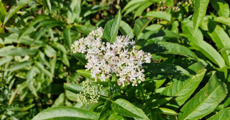  An Tromán Sambucus ebulus
