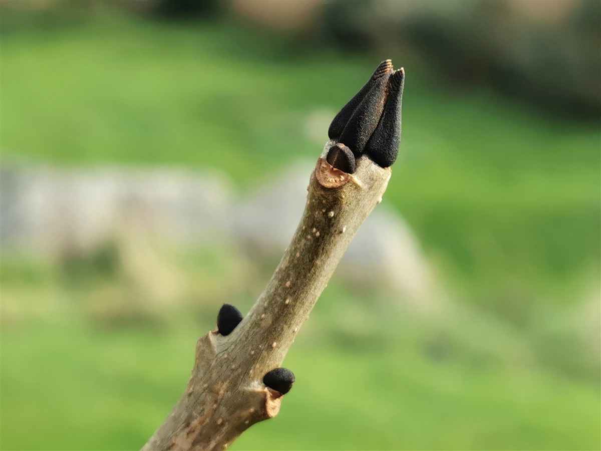 An Fhuinseog